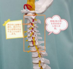 首の骨を斜め前からみた状態