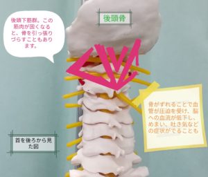 首を後ろから見た図